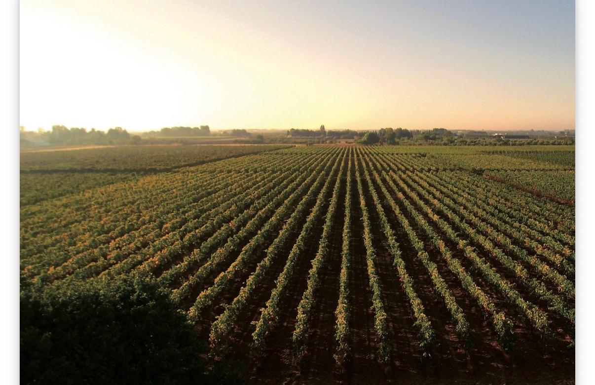 Rows of vines across the Cantine De Falco vineyard in Salento